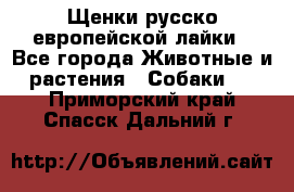 Щенки русско европейской лайки - Все города Животные и растения » Собаки   . Приморский край,Спасск-Дальний г.